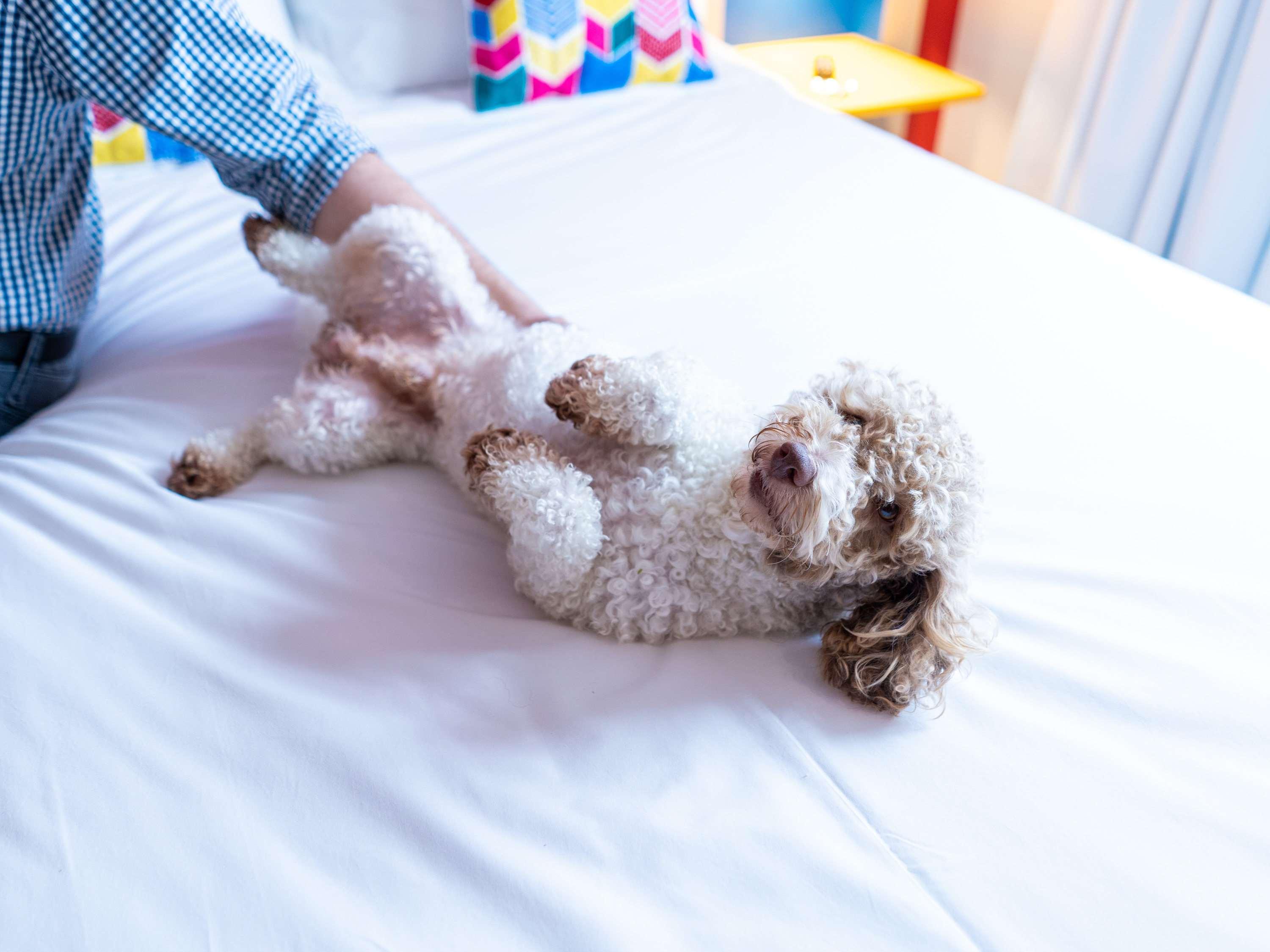 Hotel Ibis Styles Campina Grande Zewnętrze zdjęcie